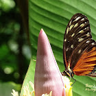 Ismenius Tiger or Tiger Heliconian