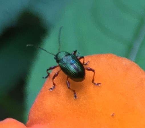 Leaf beetle