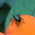 Leaf beetle