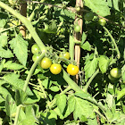 Tomatoes