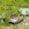 California Sea Hare