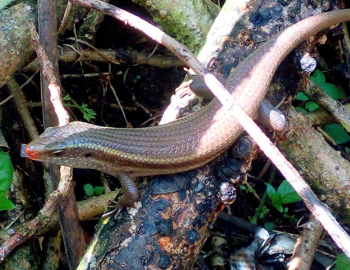 The bronze grass skink