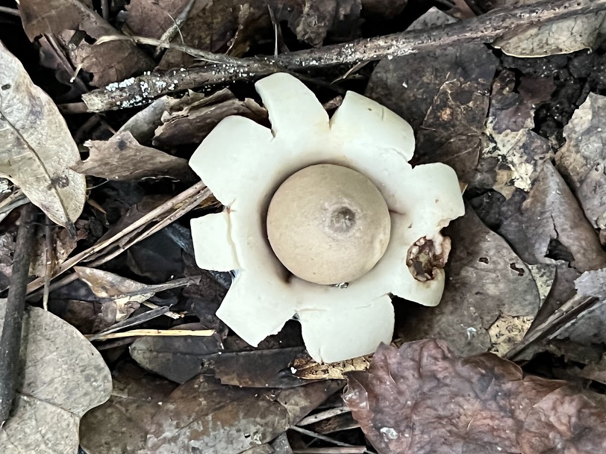 Rounded Earthstar