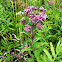 Spotted Joe-Pye Weed