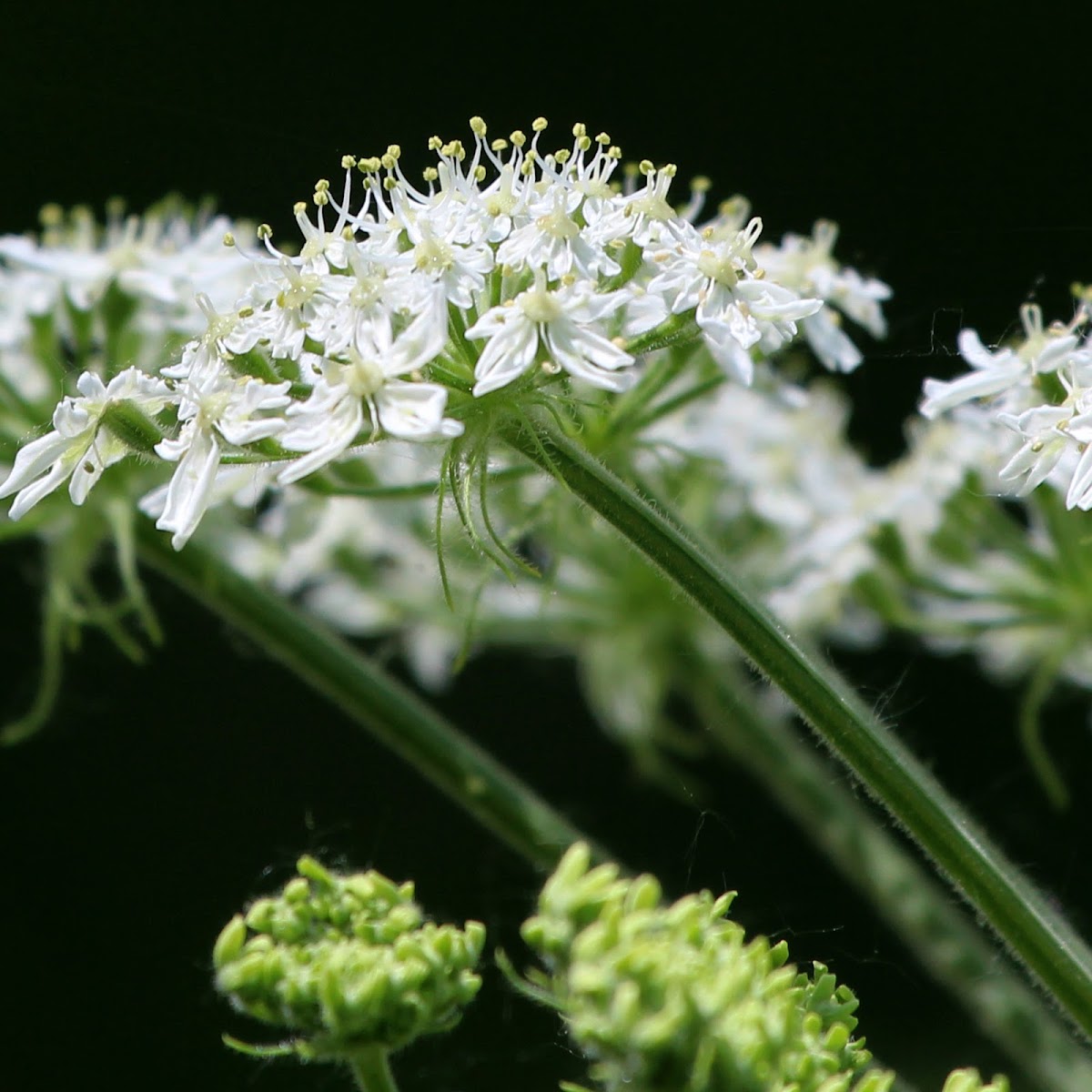 Cow Parsnip