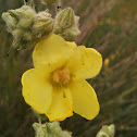 Greek Mullein