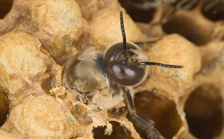 The SA Bee Industry Association has called for action to be taken to stop the rise in the theft of beehives. Stock photo