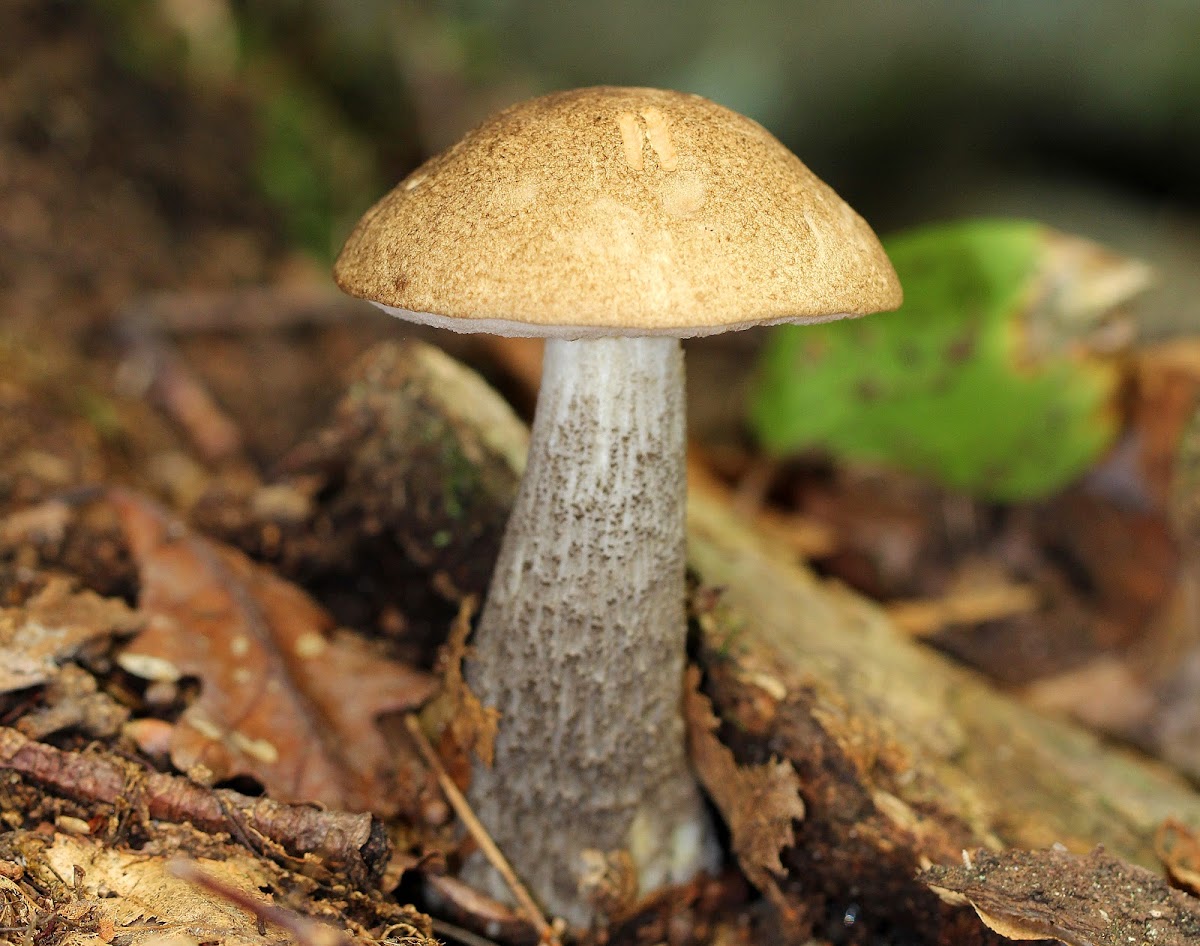 Leccinum Mushroom