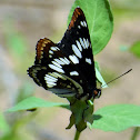 Lorquin's admiral