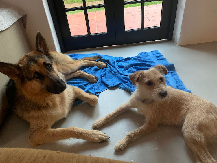 German Shepherd Tyson is the new best friend of rescued terrier Honey.