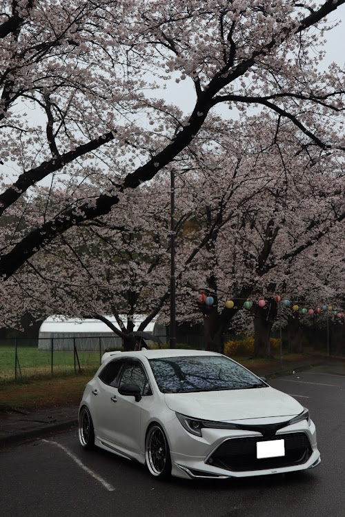 カローラスポーツのサクラと愛車・雨でも楽しい🎵・でも眠い・日本人は🌸が好きに関するカスタム事例の投稿画像1枚目
