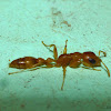 Pallid Twig Ant