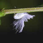 Flatid Planthopper