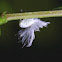 Flatid Planthopper