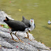 White-Breasted WaterHen / सिमकुखुरा