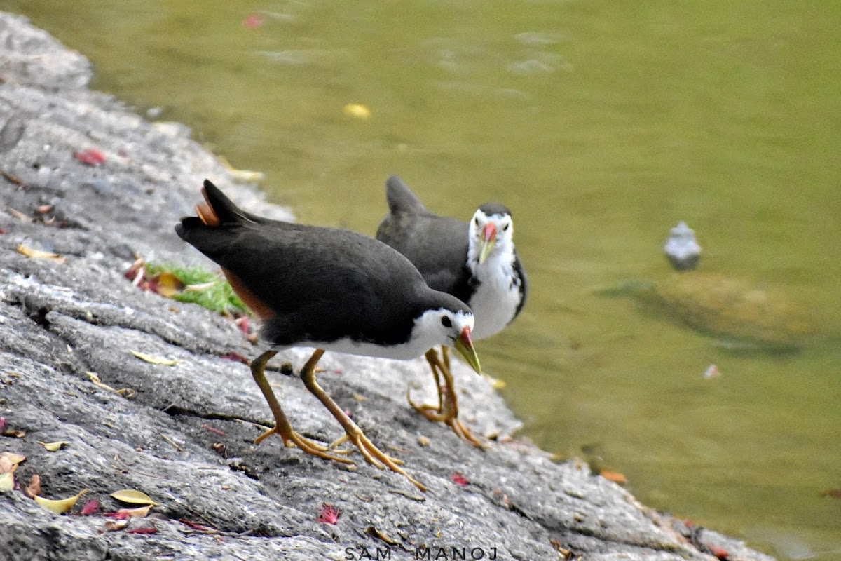 White-Breasted WaterHen / सिमकुखुरा