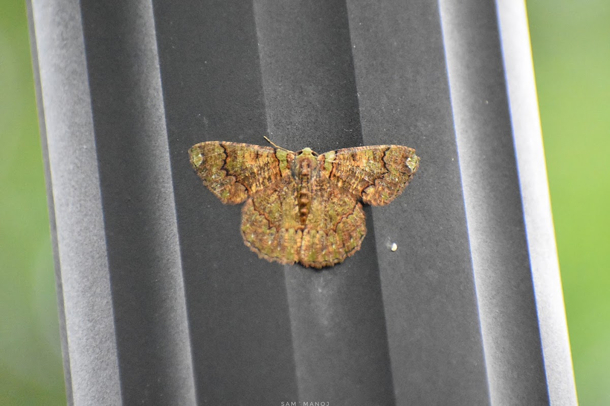 Lappet Moth