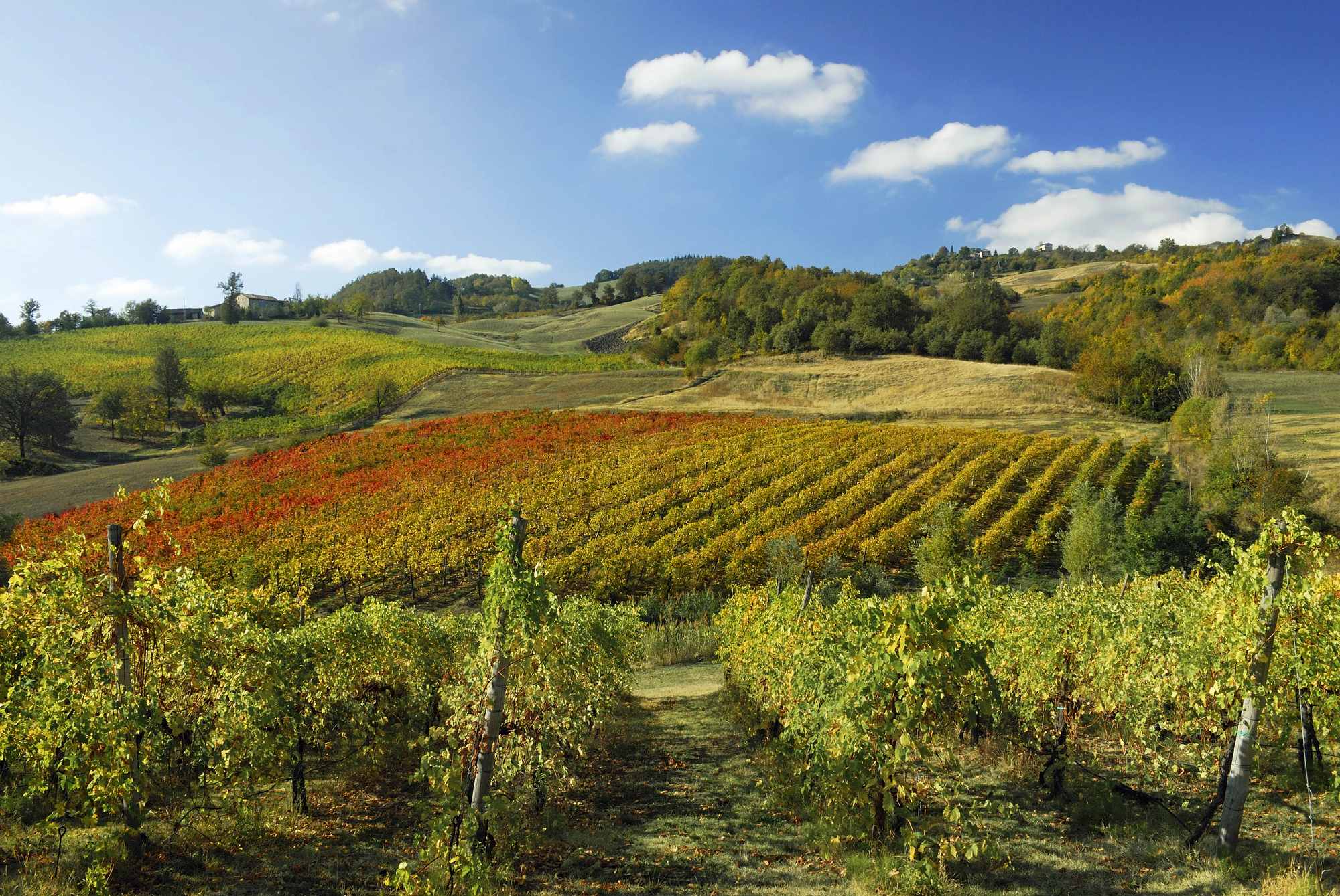 La vendemmia dei colori di Fabrizio Franceschi