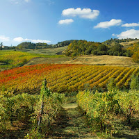 La vendemmia dei colori di 