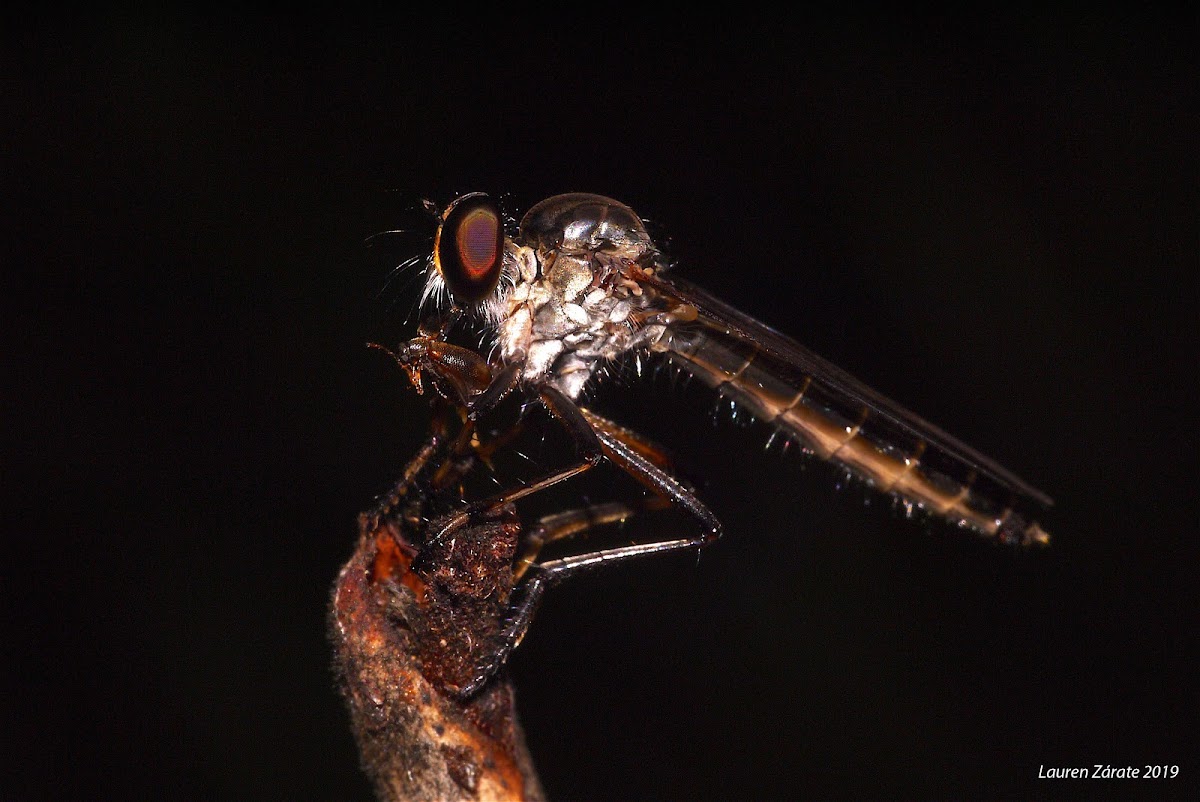 Robber Fly