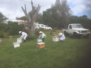 A team relocated 28 beehives to the Gift of the Givers Bee Rehabilitation Centre in Knysna due to wildfires raging in the southern Cape.  