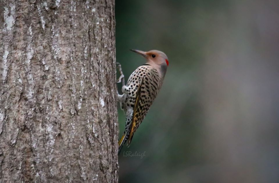 Yellow-Shafted Northern Flicker