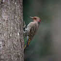 Yellow-Shafted Northern Flicker