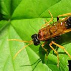 Sawfly