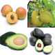 Download Guess the fruits name - Can you guess these fruits For PC Windows and Mac 7.2.2z