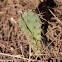 Prickly Pear