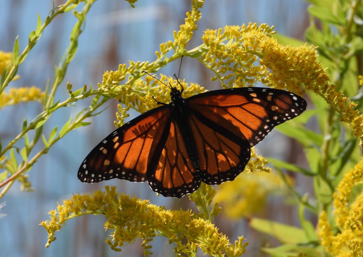 Monarch butterfly