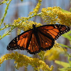 Monarch butterfly