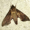 Virginia Creeper Sphinx Moth