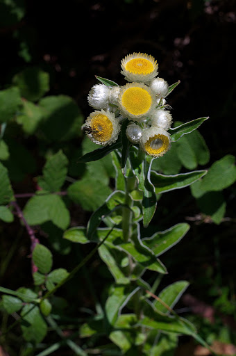 Helichrysum foetidum