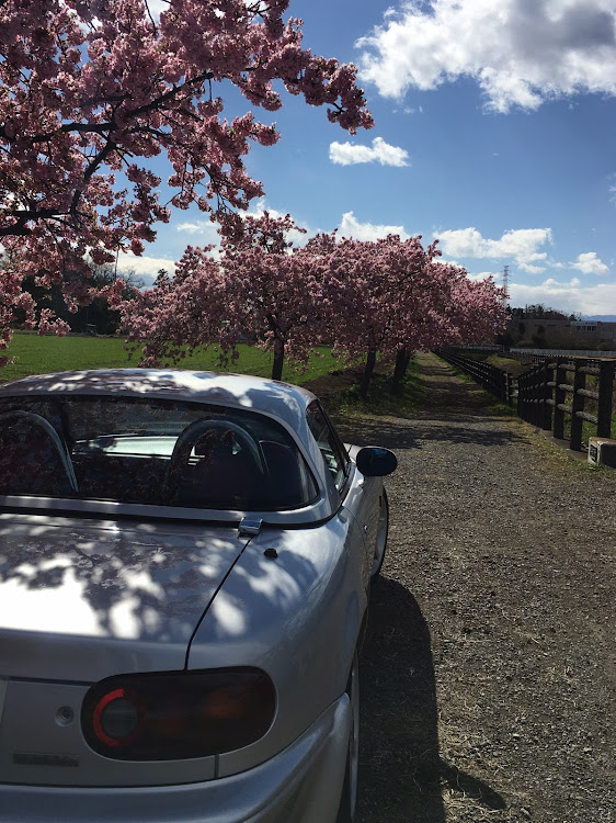 ロードスターのドライブ・河津桜に関するカスタム事例の投稿画像3枚目