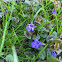 Wild Violet