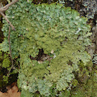 Punctelia Lichen