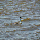 Clark's Grebe