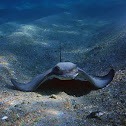 Bat Ray