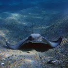 Bat Ray