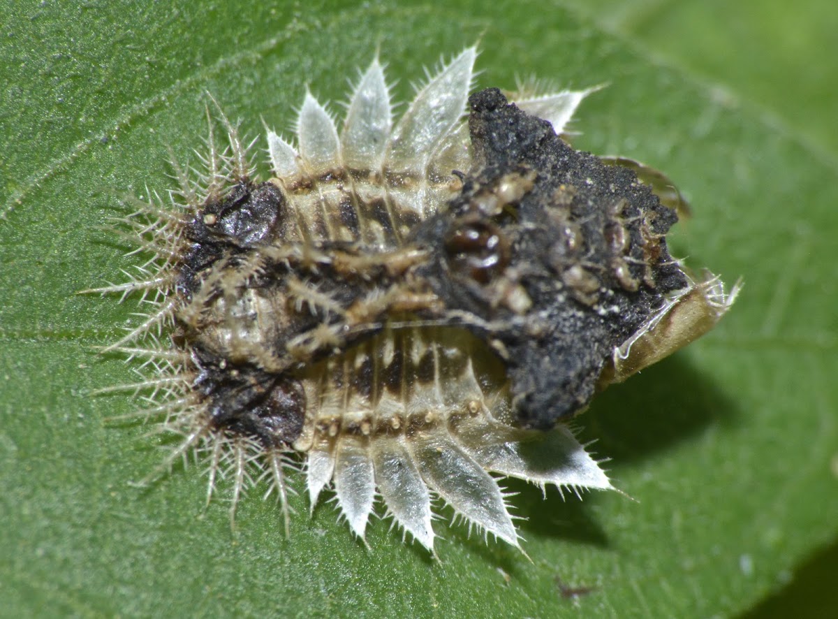 Tortoise Beetle Larva