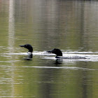 Common Loons