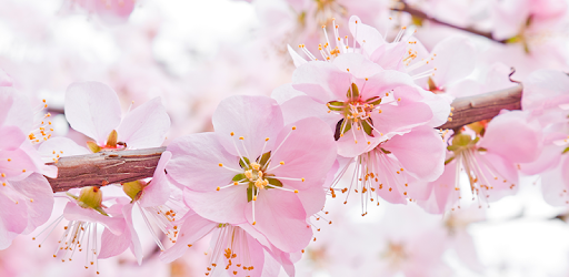 Wow 16+ Wallpaper Bunga Sakura Terindah Bergerak - Koleksi ...