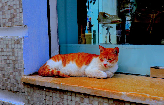 Arancino, un gatto sul gradino di Nickthepic