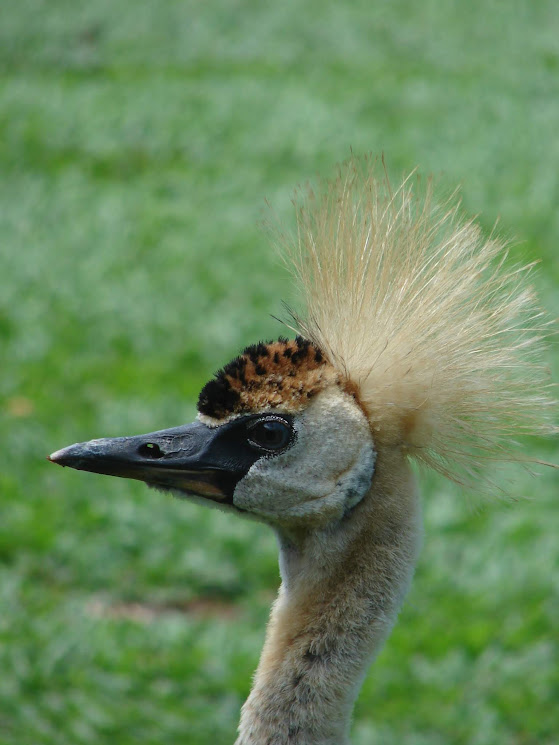 bali bird park