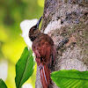 Northern barred woodcreeper