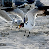 Laughing Gulls