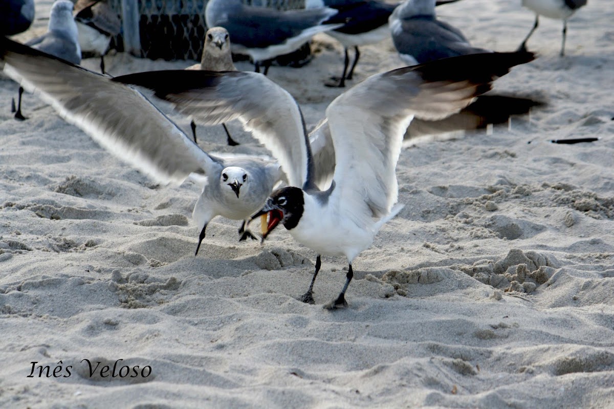 Laughing Gulls