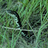 Florida Banded Water Snake