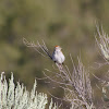 Chipping Sparrow